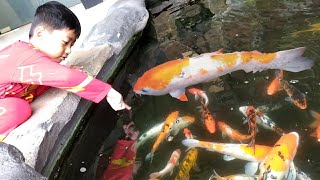 Ikan Koi Raksasa Kak Biyan Ketakutan Mau Digigit🥶 | Kak Biyan Vlog