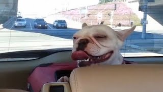 Funny French Bulldog's First Car Ride