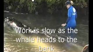 MInky Whale.wmv