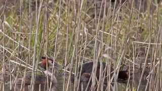 Mating Rituals of the Great Crested Grebe