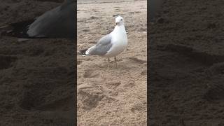 # #shorts #shortvideo #seagull #birdslover #birds #animalshorts #animallover #animals