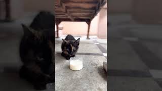 Cute kitten drinking milk