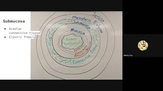 Histology of the Alimentary Canal