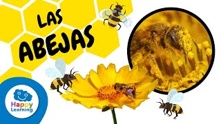 COSAS QUE NO SABÍAS DE LAS ABEJAS 🐝 | HAPPY LEARNING 🍯