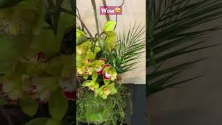 ✅Bella Orquidea en Exposición 🌼#shorts#orchid#beautiful #flowers#spring#showcase #viralvideo