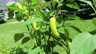 MY MINI HUNGARIAN WAX PEPPERS!