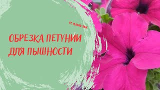 Обрезка петунии для пышности.