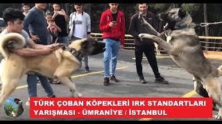 DEV SİVAS KANGAL KÖPEKLERİ    TÜRK ÇOBAN KÖPEKLERİ FESTİVALİNDEYİZ