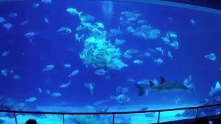 National Museum of Marine Biology & Aquarium - bis genug