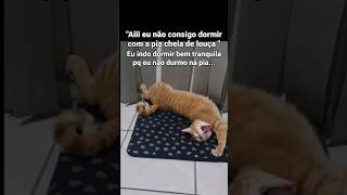 Durmo fácil 😹😹 #cat #gateiras #babyanimal #gatos #gateiro #memes #babycat