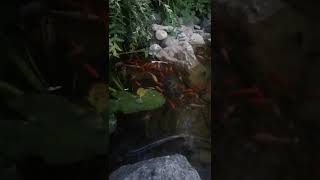 nie tylko dzieci mlaskają #koifish #koi #karpkoi #shorts #funny Relaxing Koi Pond and Koi Feeding