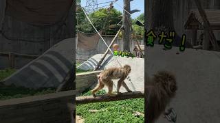 モンキー追いカメラ／のんほいパーク［YouTube動物園］#ニホンザル