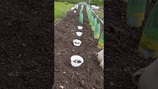 slugs and snails attacked my vegetables in my garden #lifeinfrance #smallgarden #shorts