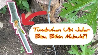 Bisa Bikin Mabuk?! Ubi Jalar GADUNG