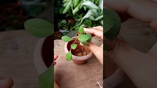 Hoya nummularioides - Repotting & Trailing on a Trellis// Hoya Plant Care