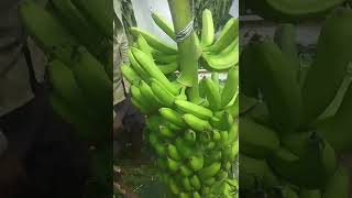 #bananafarming #harvesting #kela #banana #viral #fruit