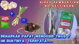 Mengusir Tikus Dari Rumah Dengan Bahan Sederhana Dan Mudah | Seberapa Ampuh ?