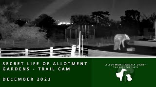 Secret Life of Allotment Gardens | Trail Camera Great British Wildlife | Nature ASMR - Dec 2023