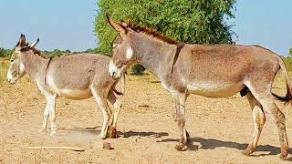 Two Donkeys are in jungle  |@SunriseJungleBeat