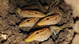 Baby Steps Building Trust, With Baby Monitor Lizards