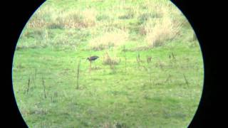 Glossy Ibis, Welney, Norfolk