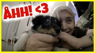 HUNDVALP - vlogg