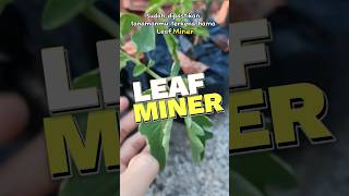 Hama Leaf Minner. #hamatanaman #hama #hamakebun #berkebun #berkebundirumah #berkebunorganik