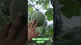 Delon65 bobot buah sangat mantaap #delon65