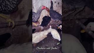 For Chickens and Ducks Lovers | Poultry lovers | #Shorts