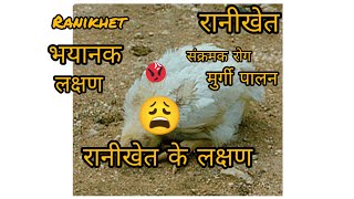 रानीखेत  🤔संक्रमक रोग | Poultry farming| #buisness ideas #मुर्गी farm #boosterjbs poultry