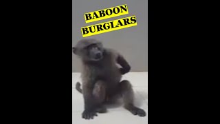 Don't Leave Your Door Ajar: The Baboon Burglars Are In Town!