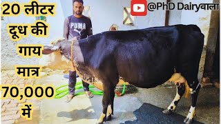 5 -7 दिन में ब्यांत II 1st Timer, 2 दांत बछडी For Sale II  📞 Surender - 9813979297 II