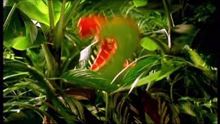 Ident review #22 bbc two Venus flytrap and swan