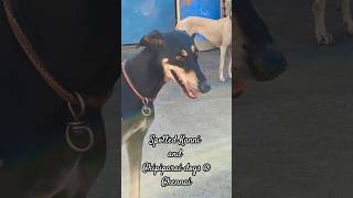 Spotted Kanni and Chipiparai dogs @ Chennai| Indian Native breed dogs|Sight hounds|#Shorts