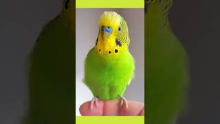 Budgie ready to sing| Budgie lovely sound#budgies #birds #parrot #budgiesounds #keepitupk