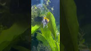 Koi Angelfish From Petco