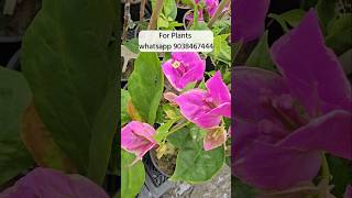 Thai Varieties Bougainvillea plant wholesale rate muchisha market