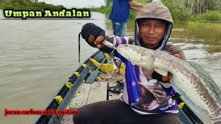 mancing toman pakai umpan casting toman paling jitu