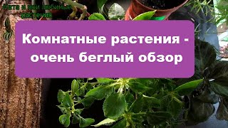 Комнатные растения - очень беглый обзор !