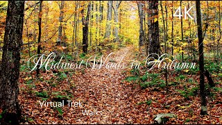 Autumn Walk through the Woods in the light Rain (4K)