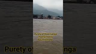 River ganga#pollutionkasolution #environment #bacteriophage #viral #shorts#upsc #currentaffairs