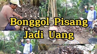 Perbanyak Bibit Pisang Dengan Metode Split || Bonggol Pisang Jadi Uang