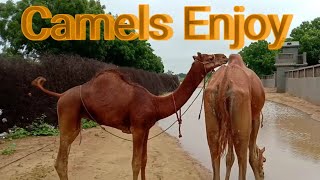 Camel enjoy / camel in tharparkar / camel in desert