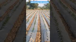 Chilli farming with mulching || मिर्च की खेती मल्चिंग के उपयोग से #shorts #shortsviral