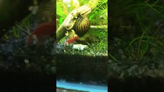 Cherry Shrimps Eating Boiled Cucumber