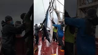 Fishermen caught super giant bluefin tuna!!🐙🎣#GiantSeaCreatures #FishingDiscoveries