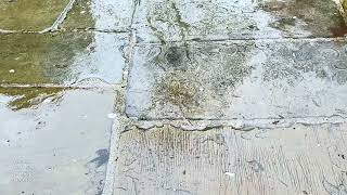 Raining on the Pavement - [ #1hour ]