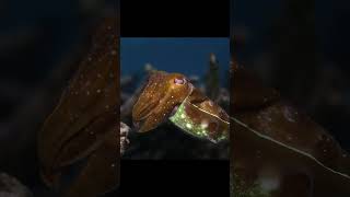 Psychedelic Cuttlefish #cuttlefish #ocean #cephalopod #camouflage #ningaloo #diving