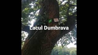 Lacul Dumbrava  Zoo