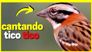 🎶🐦 CANTO DE TICO-TICO: PERFEITO PARA ENSINAR FILHOTES E MELHORAR O CANTO! #SHORTS